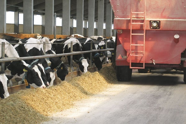 JOSERA cattle in the feeding rack