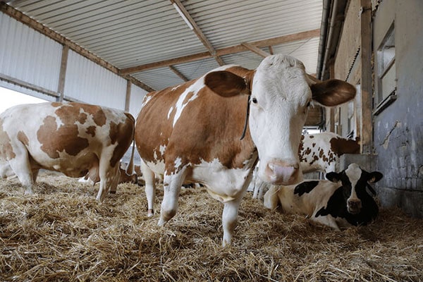 JOSERA cow in the calf barn