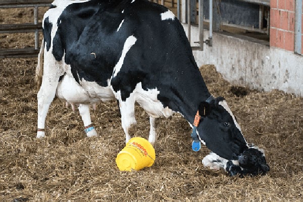 JOSERA cow with a new born calf