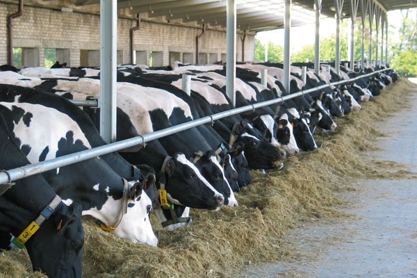 JOSERA cattle standing in the feeding stand and eating