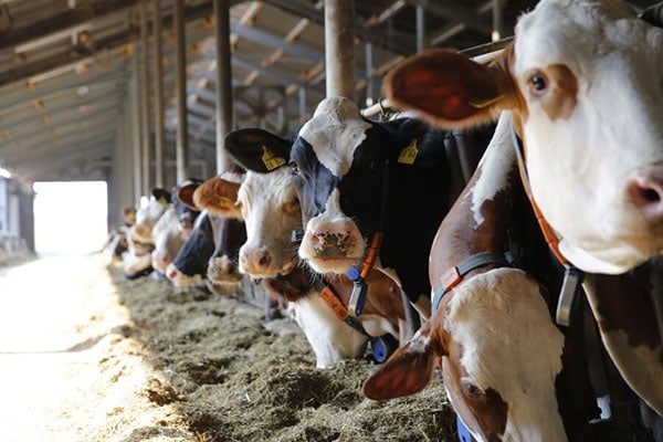 JOSILAC cattle standing in the stable