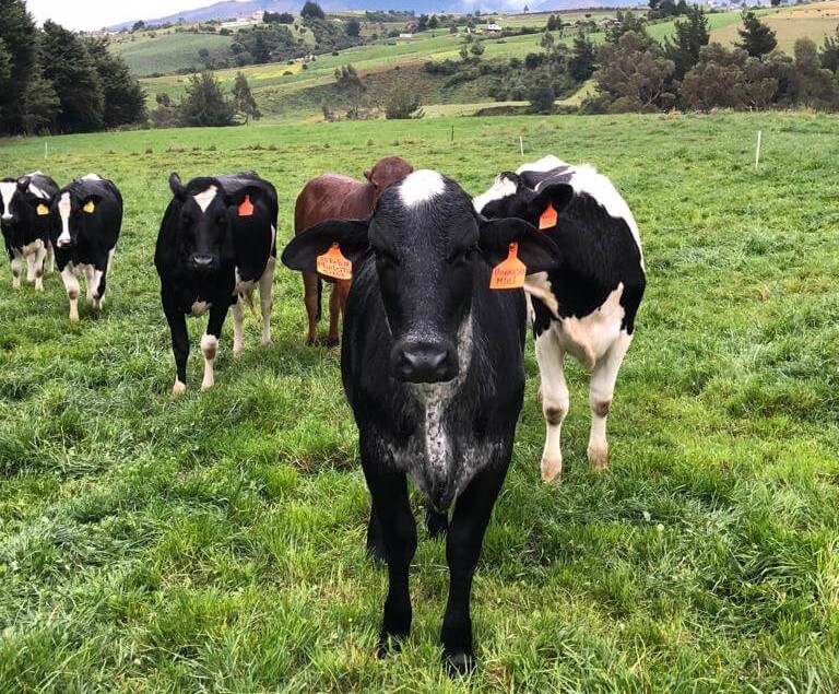 Vacas en el exterior