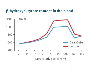 JOSERA gráfico muestra ß-hydroxybutyrate contenido the blood