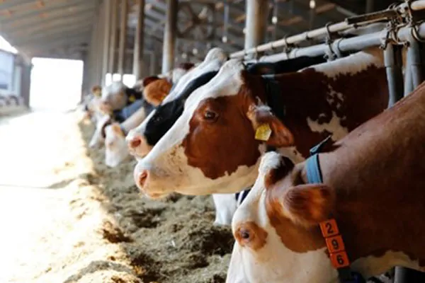 JOSERA cows eating at the feeding table