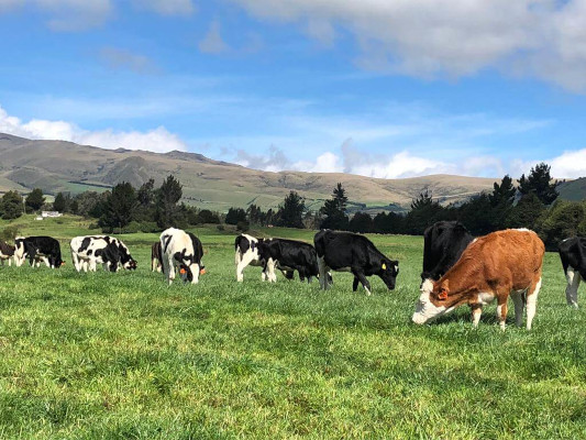 Rebaño de vacas en el exterior